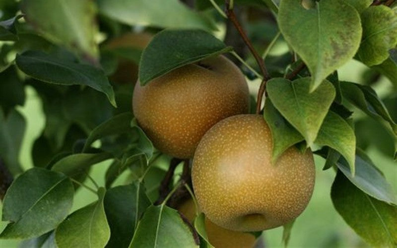 Asian Pear