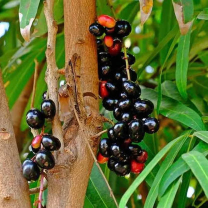 Java plum (Jamun)