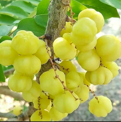 Gooseberry (Chùm Ruột)